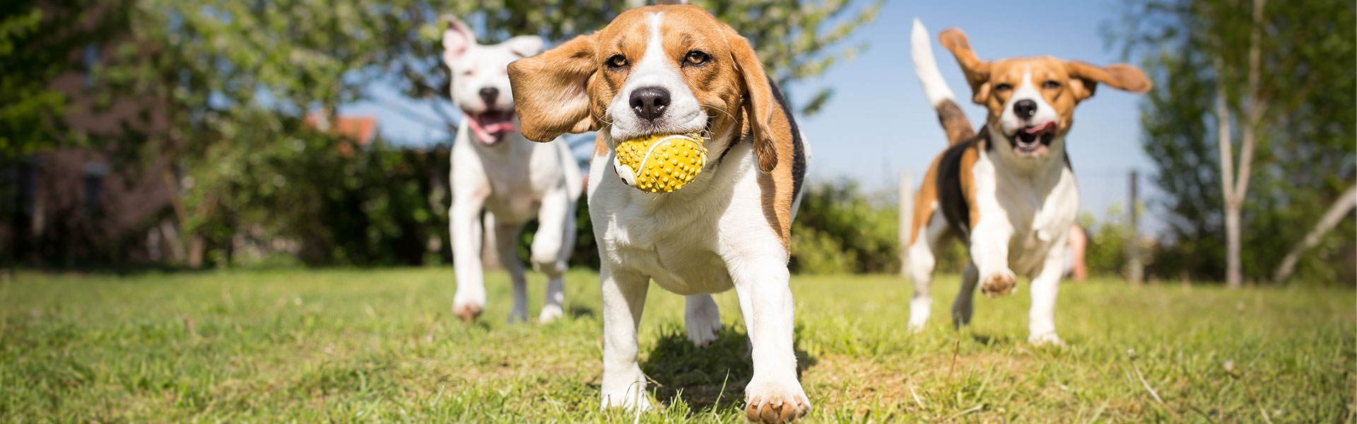 Crowdfunding Tips from A Dog Walks Into a Bar