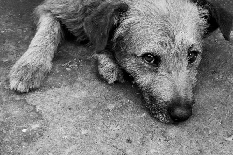 A dog sheltering indoors during a storm